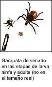 Garapata de venado en las etapas de larva, ninfa y adulta.