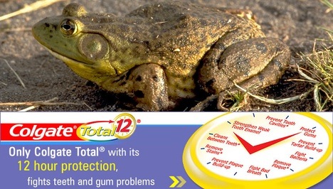 total-frog.jpg