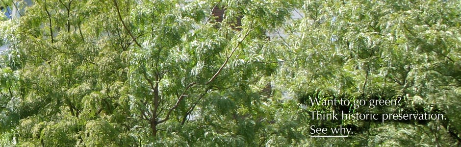 a leafy tree