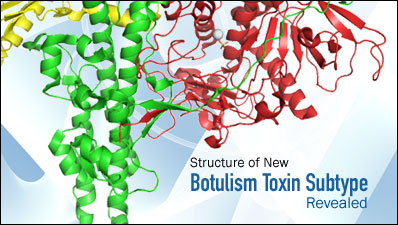 Botulism Toxin Subtype Structure