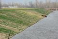 West Memphis, AR, March 27, 2008 -- Flood waters remain high near the Mississippi River.  A pasture for the cows is covered in water.  The levee i...