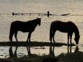 Eureka, MO, March 22, 2008 -- Two horses investigate the flood waters that have overtaken their normally dry pasture.

Jocelyn Augustino/FEMA