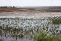 Quincy, IL, June 20, 2008 -- Fields of corn are flooded and crops may be ruined for the year by the flooding waters of the Mississippi River in so...