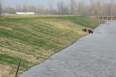 West Memphis, AR, March 27, 2008 -- Flood waters remain high near the Mississippi River.  A pasture for the cows is covered in water.  The levee i...