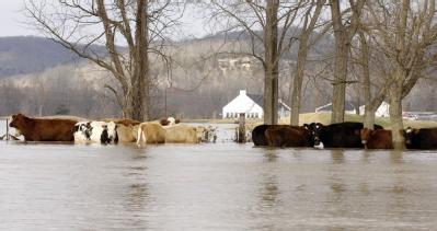 Eureka, MO, March 22, 2008 -- Flood water stranded cattle are being rescued in the region.

Jocelyn Augustino/FEMA