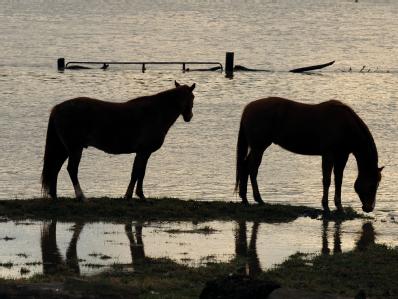 Eureka, MO, March 22, 2008 -- Two horses investigate the flood waters that have overtaken their normally dry pasture.

Jocelyn Augustino/FEMA
