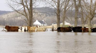 Eureka, MO, March 22, 2008 -- Cattle standing and stranded in a flooded field.  There are groups in the area to help these animals get to dry grou...