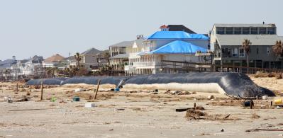 Galveston, Texas, September 30, 2008 -- Manufactured sand dunes have been exposed on the beach from high winds and storm surge from Hurricane Ike....