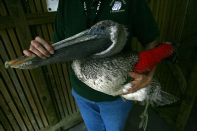 Houston, Texas, October 1, 2008 -- This Pelican is being held by a wildlife worker.  Hurricane Ike disrupted  the wildlife, such as birds. The US ...