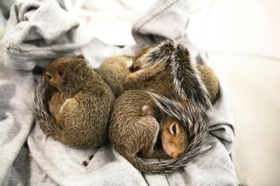 Houston, Texas, October 1, 2008 -- Hurricane Ike orphans thousands of squirrels. The Society for the Protection of Animals (SPCA) recruits volunte...