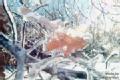 undetermined, NY, April 25, 1998 -- Ice covered much of the foliage in the region, weighing down trees and causing extensive damage to property. F...