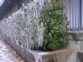 Wilburton, OK December 28, 2000 -- Icicles hang on the bushes after the Christmas Day ice storm. Photo by Gerald Downing of Wilburton/Latimer Coun...