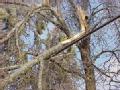 Little Rock, AR   December 29, 2000 -- A broken branch from a tree covered with ice hangs on a power cable.                                      P...