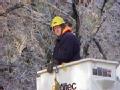 Little Rock, AR    December 29, 2000 -- Power worker Jake Babertscher removes ice-covered branches from power cables after a severe winter storm i...