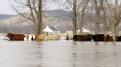 Eureka, MO, March 22, 2008 -- Cattle standing and stranded in a flooded field.  There are groups in the area to help these animals get to dry grou...