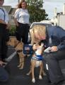 Atlanta, GA, Aug. 31, 2008-- FEMA Public Information Officer Dianna Gee, right, is greeted by rescue dog Buster, of FEMA's Urban Search and Rescue...