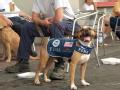 Atlanta, GA, August 31, 2008 -- Rescue dog, Buster, of Urban Search and Rescue Task Force One, of Ohio, relaxes briefly after a long journey with ...