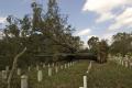 Baton Rouge, LA, 9/9/08 -- This tree was blown down in this Baton Rouge Cemetary.  Hurricane Gustav causes major damage to the Baton Rouge Nationa...