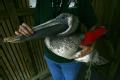 Houston, Texas, October 1, 2008 -- This Pelican is being held by a wildlife worker.  Hurricane Ike disrupted  the wildlife, such as birds. The US ...