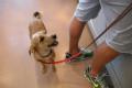 Houston, Texas, October 1, 2008 -- Hurricane Ike orphaned thousands of pets. The Society for the Protection of Animals (SPCA) recruited volunteers...