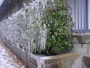 Wilburton, OK December 28, 2000 -- Icicles hang on the bushes after the Christmas Day ice storm. Photo by Gerald Downing of Wilburton/Latimer Coun...