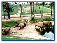 Graphic of preserve land with rhinoceroses drinking from a lake.