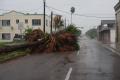 Brownsville, TX, July 23, 2008 -- Downed palm tree on Monroe St. shows the strength of Hurricane Dolly as winds pick up speed and intensity. Jacin...