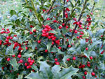 American holly.