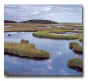 Wetlands Marsh