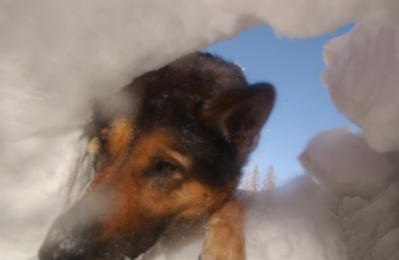 Solitude, UT, January 31, 2002 -- Abba, a certified avalanche rescue dog, digs out a victim in mock exercise on avalanche preparedness.  Photo by ...