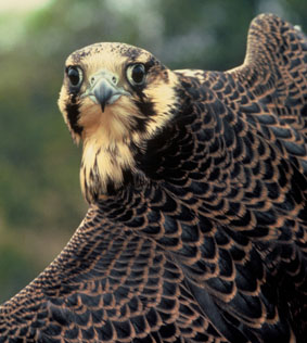 Peregrine Falcon. Credit: Craig Koppie / USFWS