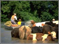 Photo of cattle.