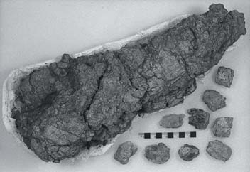 Photo of the main coprolite mass and associated fragments