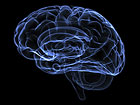 The Human Brain. Copyright iStock International Inc.