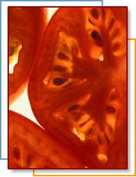 Photo of sliced tomatoes