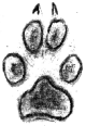 Coyote track - front