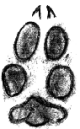 Coyote track - hind