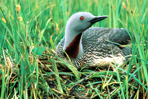 Red-throated Loon on nest. USFWS