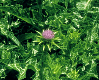 Milk Thistle