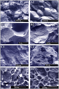 Eight photos from a Scanning Electron Microscope.