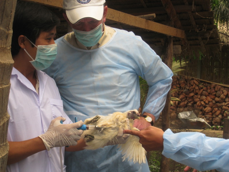 Vaccinating a chicken