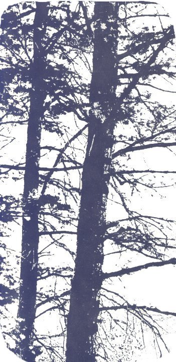 drawing of 
		trees