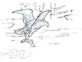 Artist's drawing of a hawk carrying a fish.