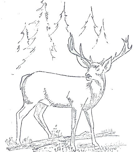 Artist's drawing of a deer