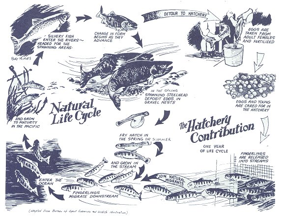 Artist's flowchart of the natural life cycle of anadromous fish and the hatchery contribution.