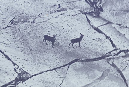 Two white-tailed deer negotiate the ice cover on frozen Dworshak Reservoir in 1971. (Idaho Fish and Game Department photograph)