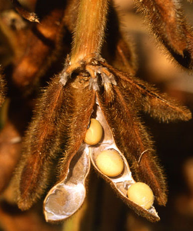 dried soybean