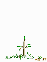 animated growing tree