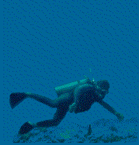 animated diver
