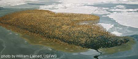 Wintering Spectacled Eiders in the Bering Sea between St. Lawrence and St. Mathwew islands. Note fecal material accumulated on ice adjacent to the flocked birds